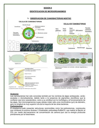 SESION 6
IDENTIFICACION DE MICROORGANISMOS
1- OBSERVACION DE CIANOBACTERIAS NOSTOC
Anatomía
Las cianobacterias han sido conocidas también por los nombres de algas verdeazules, verde-
azuladas o cloroxibacterias, debido tanto a la presencia de pigmentos clorofílicos que le
confieren ese tono característico, como a su similitud con la morfología y el funcionamiento de
las algas. Son microorganismos cuyas células miden sólo unos micrómetros (µm) de diámetro,
pero su longitud es muy superior a la de la mayoría de las otras bacterias.
Carboxisomas
El citoplasma suele presentar estructuras reconocibles como los carboxisomas, corpúsculos
que contienen la enzima ribulosa-1,5-bisfosfato carboxilasa RuBisCO, que realiza la fijación el
CO2. por medio del mecanismo de concentración de carbono que usa la energía producida
previamente por la fotosíntesis.
 