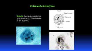 Quiste: forma de resistencia
y multiplicación. Contiene de
1 a 4 núcleos,
Entamoeba histolytica
 