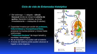 Ciclo de vida de Entamoeba histolytica
✓ Del estómago – I. delgado - válvula
ileocecal donde se rompe la cubierta de
quiti...