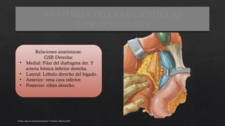 CLASE 6. ANATOMIA DE GLANDULAS SUPRARRENALES .pptx