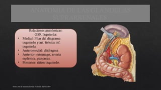 CLASE 6. ANATOMIA DE GLANDULAS SUPRARRENALES .pptx