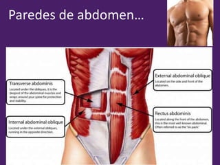 Paredes de abdomen…
 
