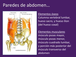 Paredes de abdomen…
Elementos óseos
Columna vertebral lumbar,
hueso sacro, y hueso ilion
(del hueso coxal)
Elementos musculares
músculo psoas mayor,
músculo psoas menor,
músculo cuadrado lumbar,
y porción más posterior del
músculo transverso del
abdomen
 