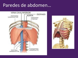 Paredes de abdomen…
 