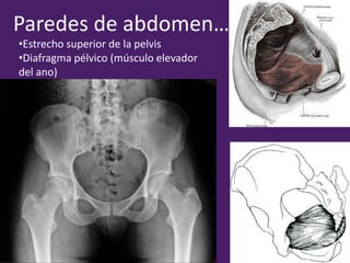 Paredes de abdomen…
•Estrecho superior de la pelvis
•Diafragma pélvico (músculo elevador
del ano)
 
