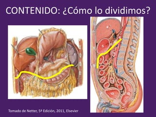 CONTENIDO: ¿Cómo lo dividimos?
Tomado de Netter, 5ª Edición, 2011, Elsevier
 