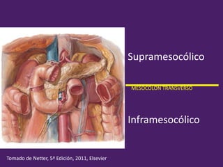 Supramesocólico
Inframesocólico
MESOCOLON TRANSVERSO
Tomado de Netter, 5ª Edición, 2011, Elsevier
 