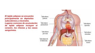 El tejido adiposo se encuentra
principalmente en depósitos
subcutáneos y viscerales.
Lugares comunes de acumulación
de tejido adiposo incluyen el
corazón, los riñones y los vasos
sanguíneos.
 