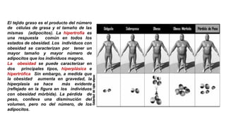 El tejido graso es el producto del número
de células de grasa y el tamaño de las
mismas (adipocitos). La hipertrofia es
una respuesta común en todos los
estados de obesidad. Los individuos con
obesidad se caracterizan por tener un
mayor tamaño y mayor número de
adipocitos que los individuos magros.
La obesidad se puede caracterizar en
dos principales tipos, hiperplásica e
hipertrófica Sin embargo, a medida que
la obesidad aumenta en gravedad, la
hiperplasia se hace más evidente
(reflejado en la figura en los individuos
con obesidad mórbida). La pérdida de
peso, conlleva una disminución del
volumen, pero no del número, de los
adipocitos.
 