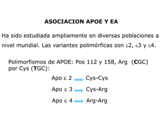 Ha sido estudiada ampliamente en diversas poblaciones a
nivel mundial. Las variantes polimórficas son 2, 3 y 4.
Polimorfismos de APOE: Pos 112 y 158, Arg (CGC)
por Cys (TGC):
Apo  2 Cys-Cys
Apo  3 Cys-Arg
Apo  4 Arg-Arg
ASOCIACION APOE Y EA
 
