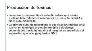 Produccion deToxinas
• La enterotoxina prototípica es la del cólera, que es una
proteína heterodimérica compuesta de una subunidad A y
cinco subunidades B.
• La primera subunidad contiene la actividad enzimática de la
toxina, en tanto que el pentámero de las siguientes
subunidades une la holotoxina al receptor de superficie del
enterocito, que es el gangliósido GM1
 