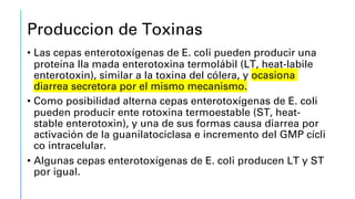 Produccion de Toxinas
• Las cepas enterotoxígenas de E. coli pueden producir una
proteína lla mada enterotoxina termolábil (LT, heat-labile
enterotoxin), similar a la toxina del cólera, y ocasiona
diarrea secretora por el mismo mecanismo.
• Como posibilidad alterna cepas enterotoxígenas de E. coli
pueden producir ente rotoxina termoestable (ST, heat-
stable enterotoxin), y una de sus formas causa diarrea por
activación de la guanilatociclasa e incremento del GMP cícli
co intracelular.
• Algunas cepas enterotoxígenas de E. coli producen LT y ST
por igual.
 