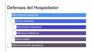 Defensas del Hospedador
Microbiota Intestinal
Acido Gastrico
Motilidad Intestinal
Mucina Intestinal
Inmunidad
Determinantes geneticos
 