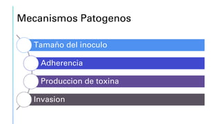 Mecanismos Patogenos
Tamaño del inoculo
Adherencia
Produccion de toxina
Invasion
 