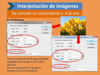 Con una resolución de 96 ppp el tamaño
aceptable de la imagen es de 27,09 x
20,32 cm.
Con una resolución de 120 ppp el
tamaño es de 21,67x16,26 cm.
En Photoshop
Interpolación de imágenes
De tamaño en centímetros y A la alta…
 