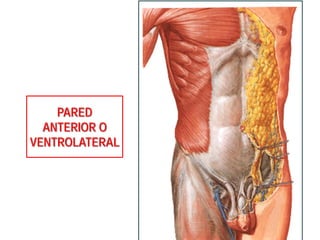 PARED
ANTERIOR O
VENTROLATERAL
 