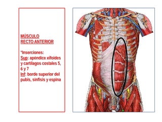 MÚSCULO
RECTO ANTERIOR
*Inserciones:
Sup: apéndice xifoides
y cartílagos costales 5,
6 y 7
Inf: borde superior del
pubis, sínfisis y espina
 