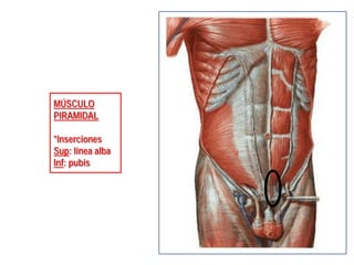 MÚSCULO
PIRAMIDAL
*Inserciones
Sup: línea alba
Inf: pubis
 