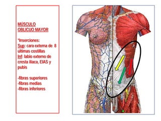 MÚSCULO
OBLICUO MAYOR
*Inserciones:
Sup: cara externa de 8
últimas costillas
Inf: labio externo de
cresta ilíaca, EIAS y
pubis
-fibras superiores
-fibras medias
-fibras inferiores
 
