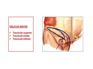OBLICUO MAYOR
 Fascículo superior
 Fascículo medio
 Fascículo inferior
 