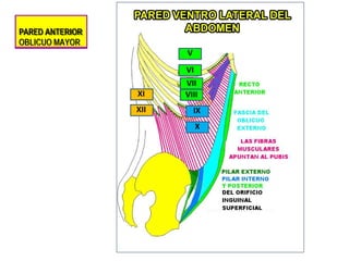 PARED ANTERIOR
OBLICUO MAYOR
VII
VI
V
VIII
IX
X
XI
XII
 