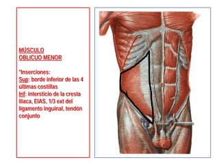MÚSCULO
OBLICUO MENOR
*Inserciones:
Sup: borde inferior de las 4
últimas costillas
Inf: intersticio de la cresta
ilíaca, EIAS, 1/3 ext del
ligamento inguinal, tendón
conjunto
 