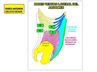 PARED ANTERIOR
OBLICUO MENOR
IX
X
XI
XII
 