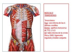 MÚSCULO
TRANSVERSO
*Inserciones
Sup: cara interna de las 6
últimas costillas
Detrás: apófisis transversa
de T12, L1-L5
Inf: labio interno de la cresta
ilíaca, EIAS, ligamento
inguinal y tendón conjunto
 