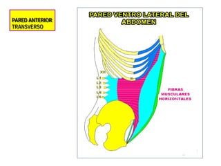 PARED ANTERIOR
TRANSVERSO
 