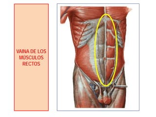 VAINA DE LOS
MÚSCULOS
RECTOS
 
