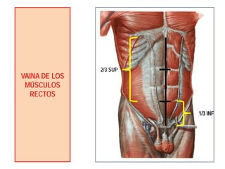 VAINA DE LOS
MÚSCULOS
RECTOS
2/3 SUP
1/3 INF
 