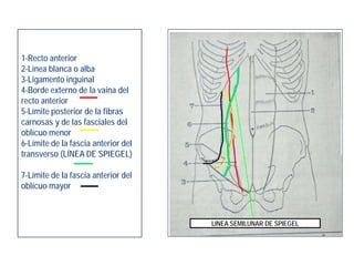 1-Recto anterior
2-Línea blanca o alba
3-Ligamento inguinal
4-Borde externo de la vaina del
recto anterior
5-Límite posterior de la fibras
carnosas y de las fasciales del
oblícuo menor
6-Límite de la fascia anterior del
transverso (LÍNEA DE SPIEGEL)
7-Límite de la fascia anterior del
oblícuo mayor
LINEA SEMILUNAR DE SPIEGEL
 