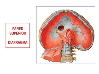 PARED
SUPERIOR
DIAFRAGMA
 