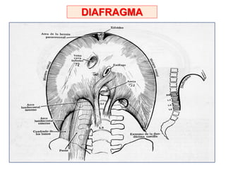 DIAFRAGMA
 