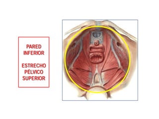 PARED
INFERIOR
ESTRECHO
PÉLVICO
SUPERIOR
 