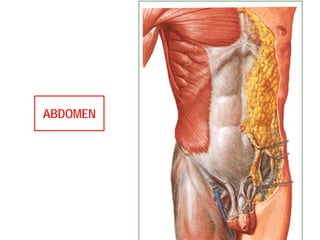ABDOMEN
 