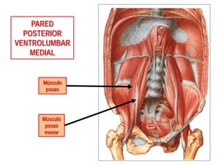 PARED
POSTERIOR
VENTROLUMBAR
MEDIAL
Músculo
psoas
Músculo
psoas
menor
 