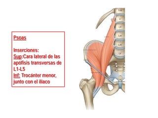 Psoas
Inserciones:
Sup:Cara lateral de las
apófisis transversas de
L1-L5
Inf: Trocánter menor,
junto con el ilíaco
 