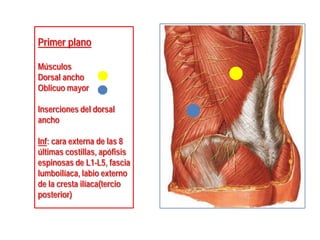 Primer plano
Músculos
Dorsal ancho
Oblicuo mayor
Inserciones del dorsal
ancho
Inf: cara externa de las 8
últimas costillas, apófisis
espinosas de L1-L5, fascia
lumboilíaca, labio externo
de la cresta ilíaca(tercio
posterior)
 
