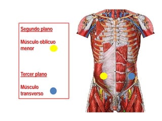 Segundo plano
Músculo oblicuo
menor
Tercer plano
Músculo
transverso
 