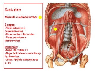Cuarto plano
Músculo cuadrado lumbar
3 capas:
-Fibras anteriores o
costotransversas
-Fibras medias o íliocostales
-Fibras posteriores o
íliotransversas
Inserciones:
-Arriba: XII costilla, L1
-Abajo: labio interno cresta ilíaca y
lig. íliolumbar
-Detrás: Apófisis transversas de
L1-L4
 