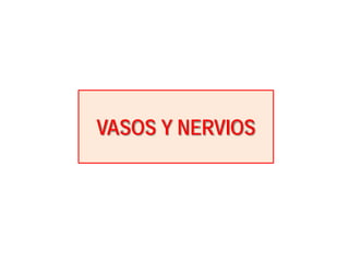 VASOS Y NERVIOS
 