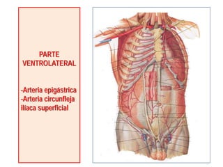 PARTE
VENTROLATERAL
-Arteria epigástrica
-Arteria circunfleja
ilíaca superficial
 