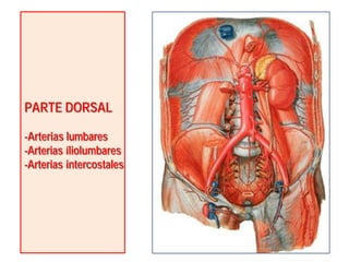 PARTE DORSAL
-Arterias lumbares
-Arterias íliolumbares
-Arterias intercostales
 