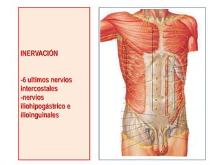 INERVACIÓN
-6 ultimos nervios
intercostales
-nervios
iliohipogástrico e
ílioinguinales
 