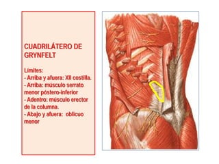 CUADRILÁTERO DE
GRYNFELT
Límites:
- Arriba y afuera: XII costilla.
- Arriba: músculo serrato
menor póstero-inferior
- Adentro: músculo erector
de la columna.
- Abajo y afuera: oblicuo
menor
 