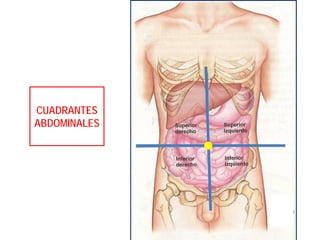 CUADRANTES
ABDOMINALES
 