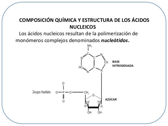 Ácidos nucleicos