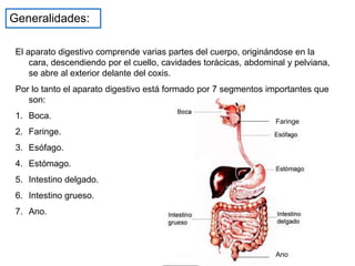 Generalidades:
El aparato digestivo comprende varias partes del cuerpo, originándose en la
cara, descendiendo por el cuello, cavidades torácicas, abdominal y pelviana,
se abre al exterior delante del coxis.
Por lo tanto el aparato digestivo está formado por 7 segmentos importantes que
son:
1. Boca.
2. Faringe.
3. Esófago.
4. Estómago.
5. Intestino delgado.
6. Intestino grueso.
7. Ano.
Faringe
Ano
 