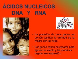 ÁCIDOS NUCLEICOS
DNA Y RNA
• La posesión de unos genes en
común justifica la similitud de la
madre con las hijas.
• Los genes deben expresarse para
ejercer un efecto y las proteínas
regulan esa expresión.
 